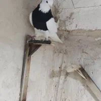 پشت.طوقی..زرد|پرنده|مشهد, هفت تیر (نه دره)|دیوار