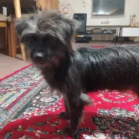 فروش سگ پاکوتا