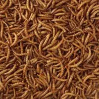 میلورم ریز صادراتی