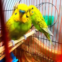 مرغ عشق|پرنده|چمران, |دیوار