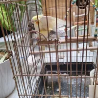 عروسی هلندی