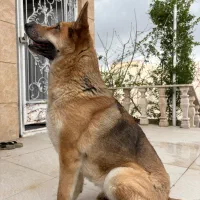 سگ ژرمن شپرد