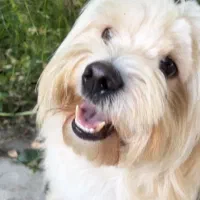 حیوان خانگی|سگ|رشت, سعدی (تختی)|دیوار