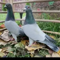 کفتر مغلف جفتی