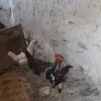 مرغ خروس لاری