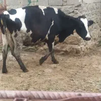 گاو خوب، چاق