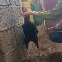 خروس لاری