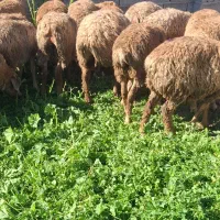 بره دامازدق