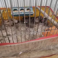 فنچ|پرنده|شیراز, شریفآباد|دیوار