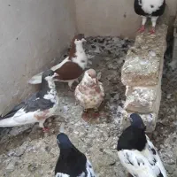 کبوتر سینه ساده  و  ساده|پرنده|مشهد, راه آهن|دیوار