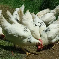 مرغ سفید روستایی