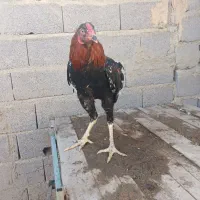 خروس لاری|حیوانات مزرعه|نوشین شهر, |دیوار