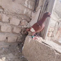 کبوتر