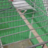 فنچ نرگسی نر بالغ معاوضه با فنچ زبرا|پرنده|کرمان, |دیوار