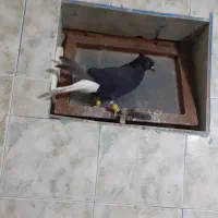 عشعل سیاه واکسی