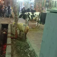 فروش گوسفند و گوساله و شتر زنده با قصاب ماهر