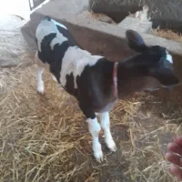 گوساله نر