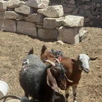 بز فروشی