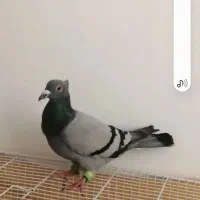 سبز دوخط کاکولی|پرنده|مشهد, ابوذر|دیوار