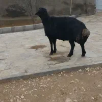 غوچ|حیوانات مزرعه|زنجان, |دیوار