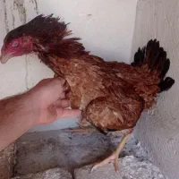 مرغ لاری کرچ