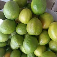 فروش عمده لیمو مصری