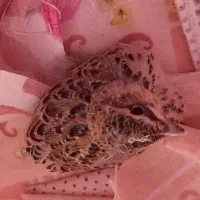 جوجه سهره
