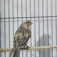 قناری نر و ماده|پرنده|کرج, المهدی|دیوار