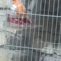 قناری ردبرفکی وموزائیکی باتخم