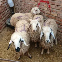 بره نر و ماده