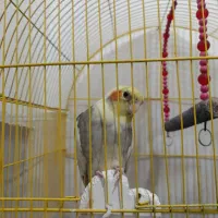 عروس هلندی اهلی