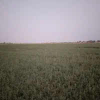فروش یونجه پرس شده