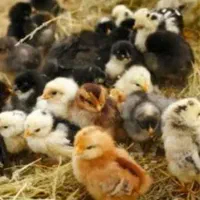 جوجه گلین لری عشایری اصل
