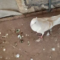 کفتر|پرنده|زارچ, |دیوار