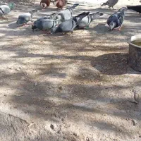 کبوتر|پرنده|خاش, |دیوار