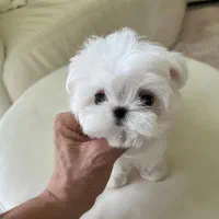 مالتیز تیکاپ|سگ|باوی, |دیوار