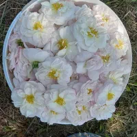 گل محمدی
