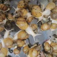 فروش حلزون آلبینو آفریقایی|خزنده|تهران, جوادیه|دیوار