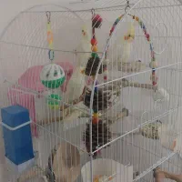 پرنده عروس هلندی|پرنده|فردیس, نسترن غربی|دیوار