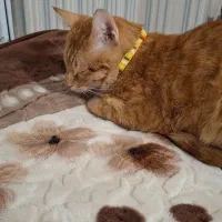 واگذاری گربه