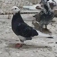 کبوتر پرشی