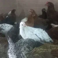 فروش ۹۰۰ عدد مرغ وخروس گلپایگان به صورت کلی وجزئ|حیوانات مزرعه|تهران, تهرانسر شرقی|دیوار