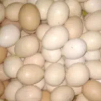 تخم مرغ محلی