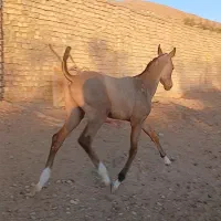 اسب کره مادیان وکره نریان|اسب و تجهیزات اسبسواری|قم, الغدیر|دیوار