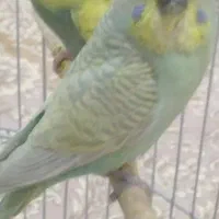 قناری رنگین کمان
