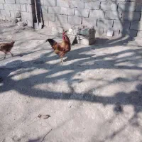 خروس محلی جوان|حیوانات مزرعه|تویسرکان, |دیوار