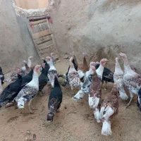 تعداد‌بیست‌عدد‌بوقلمون‌شش‌ماهه‌نژاددار|حیوانات مزرعه|دهگلان, |دیوار