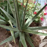 گل الوورا شمعدانی وکاکتوس