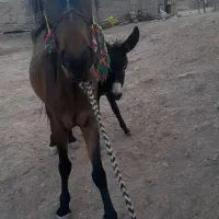 مادیان ۴ سال با کره خر|حیوانات مزرعه|لالی, |دیوار