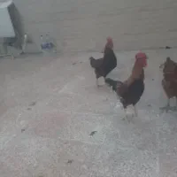 مرغ کرپ ۶۰۰چهارتاخروس ۴۵۰مقطوع